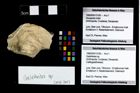 Foto (Objekt + Etikett) von Galatheites sp.  (NHMW-GEO-1990-0041-3165)
